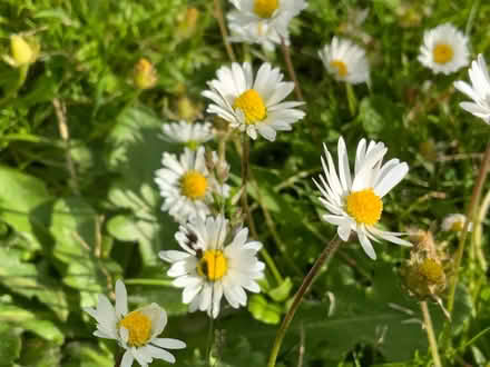 Photo of free Shasta daisies (Kennington OX1) #3