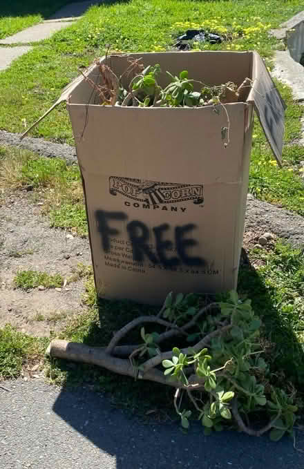 Photo of free succulents cuttings (Hayward) #1