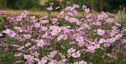 Photo of free Herbaceous perennial border plant: Pink Japanese Anemone (Clevedon BS21) #2