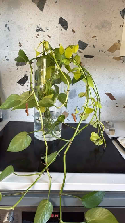 Photo of free Devils ivy cuttings (Five Mile Drive OX2) #1