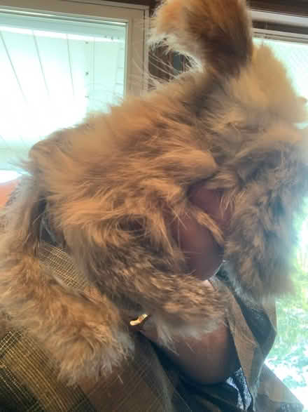 Photo of free new friend (South Brampton) #3