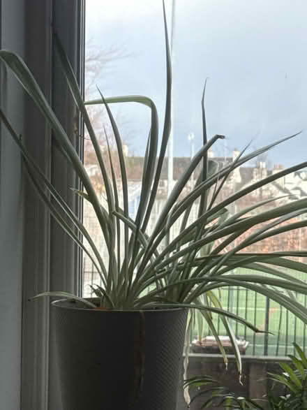 Photo of free Spider plants (Drylaw EH4) #2