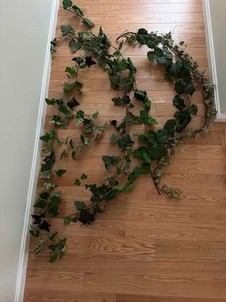 Photo of free Artificial Ivy garland (Townsend) #1