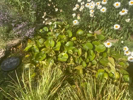 Photo of free Shasta daisies (Kennington OX1) #2