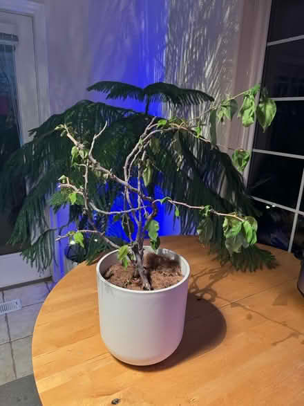 Photo of free Bright pink fuchsia bougainvillea (Lafayette) #1