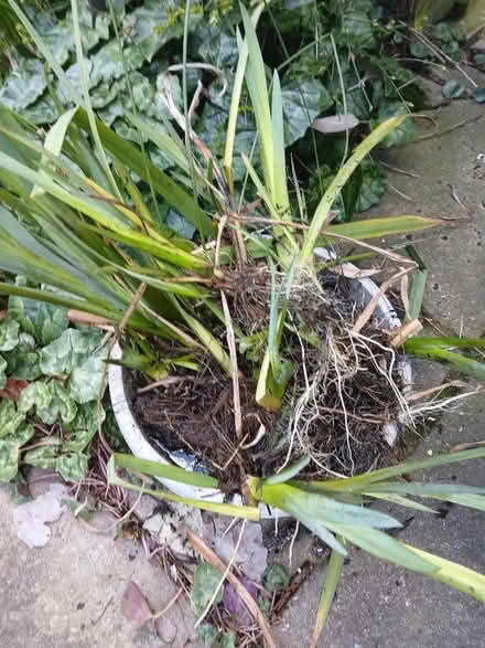 Photo of free Yellow Pond Flag Iris (Mexborough S64) #1