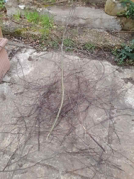 Photo of free Silver birch twigs (ME14 near Penenden Heath) #1