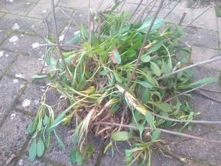 Photo of free Shasta daisies (Kennington OX1) #1