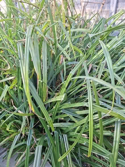 Photo of free Ornamental Grass (lifted into clumps)clumps (Panshanger AL7) #1