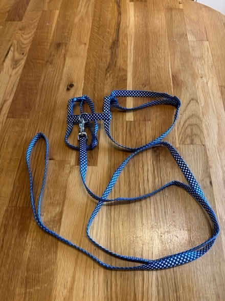 Photo of free Kitten/small cat harness and lead (Sigglesthorne HU11) #1