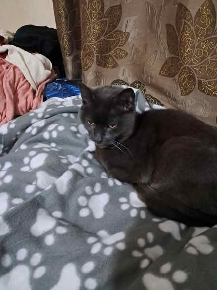 Photo of weed strimmer (Meole Brace SY3) #1