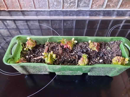 Photo of free Saxifraga Limerock (Morden SM4) #2