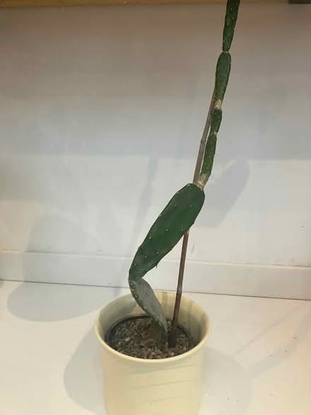 Photo of free Cacti (Ringmer BN8) #1