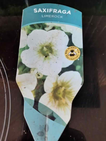 Photo of free Saxifraga Limerock (Morden SM4) #1