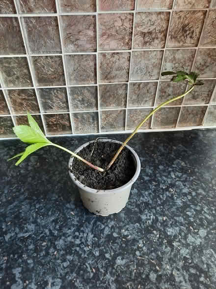 Photo of free Hellebore Small probably purple (Morden SM4) #4