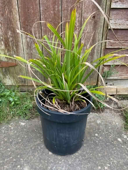 Photo of free Potted grass (Waterlooville PO7) #1