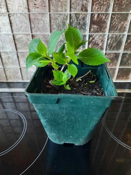 Photo of free White Lacecap Hydrangea (Morden SM4) #2