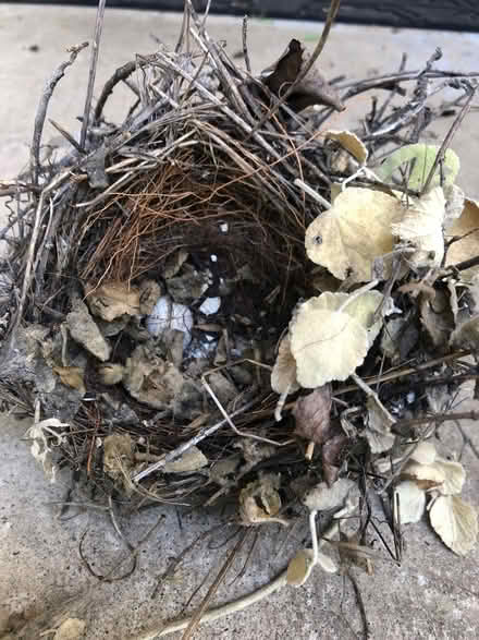 Photo of free Old bird’s nest (Cambrian) #1