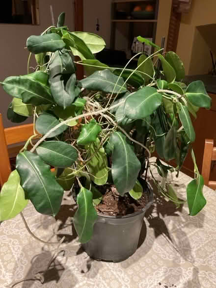 Photo of free Plant (West Hill TN34) #1