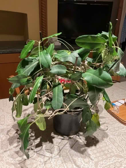 Photo of free Plant (West Hill TN34) #2