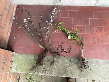 Photo of free Cotoneaster/holly saplings (BuryStEds IP33) #1