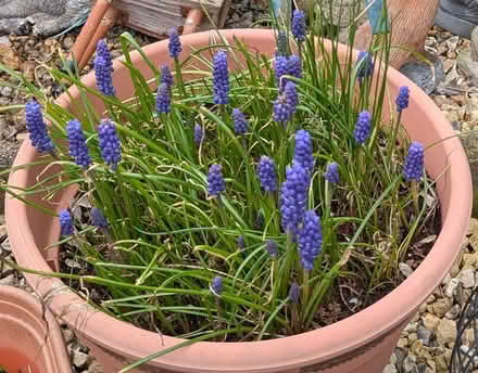 Photo of free muscari/grape hyacinths (Pant SY10) #1