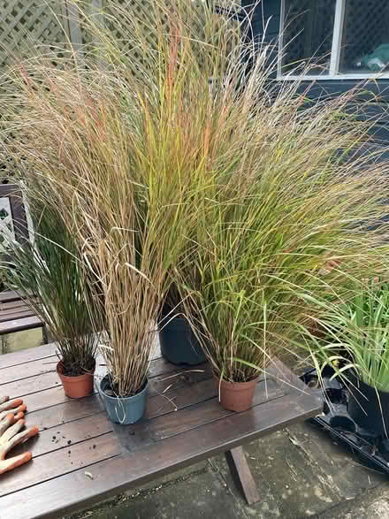 Photo of free ‘Prairie’ grasses (Worthing BN11) #2