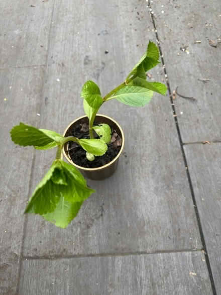 Photo of free Blue Hydrangea plant (SE11) #1