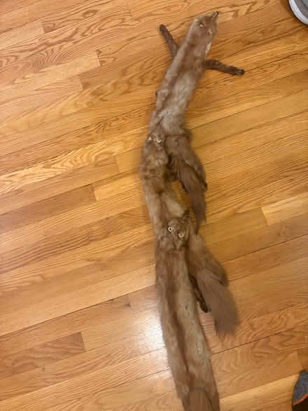 Photo of free Vintage mink scarf (Boston) #2