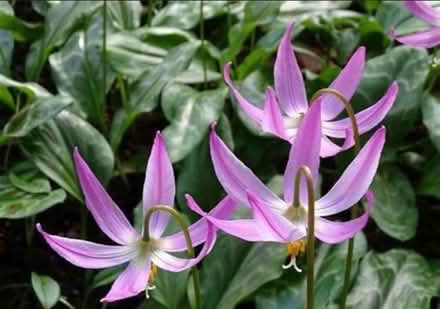 Photo of Dogs tooth violet (Kendal LA9) #2