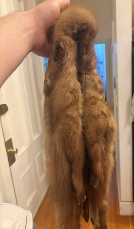 Photo of free Vintage mink scarf (Boston) #1
