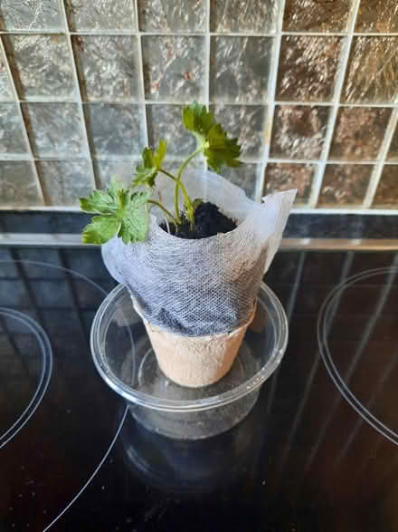 Photo of free Hardy Pink Geranium seedling (Morden SM4) #3