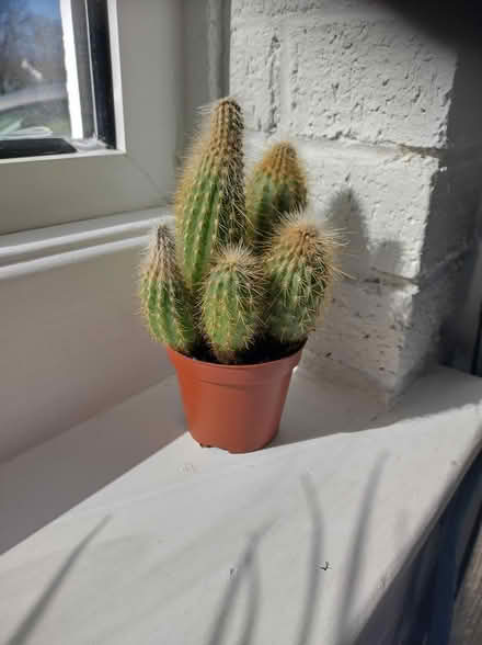 Photo of free Cactus plant (Killiney) #1