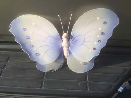 Photo of free Butterflies (Morrisville) #2