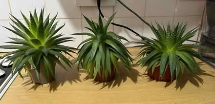 Photo of free Aloe plants x 3 (SE18) (Woolwich SE18) #1
