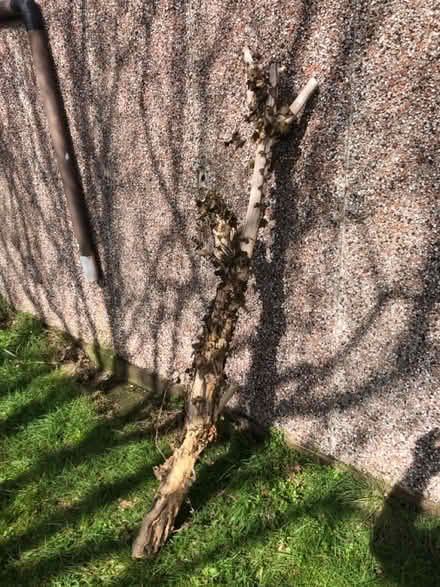 Photo of free Wood branch reptile house (Kidderminster DY10) #2