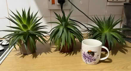 Photo of free Aloe plants x 3 (SE18) (Woolwich SE18) #2