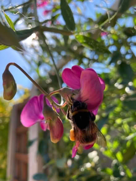 Photo of free Everlasting Sweet Pea (Normandy nr Guildford GU3) #2
