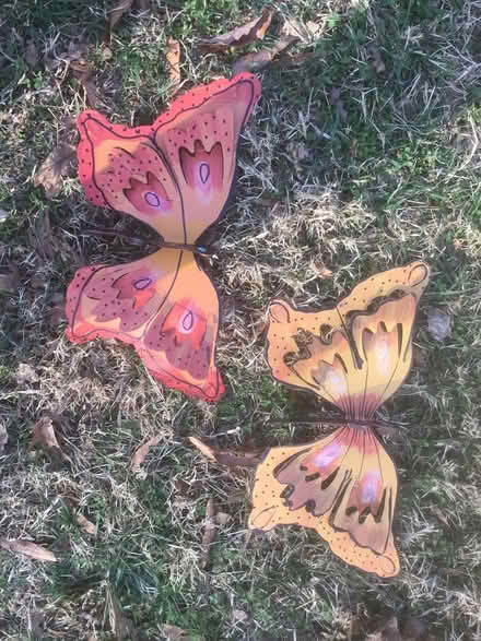 Photo of free Butterflies (Morrisville) #3