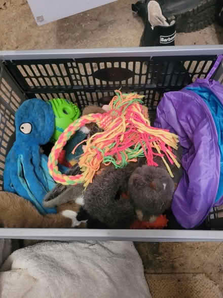 Photo of free Dog toys (OX15 bloxham) #2