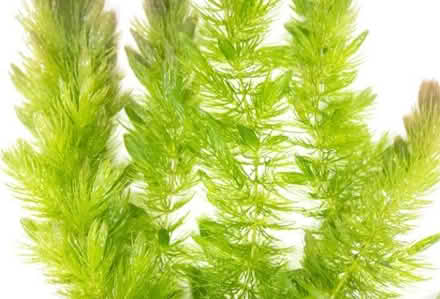 Photo of Pond plant (Tunbury Wood ME5) #1