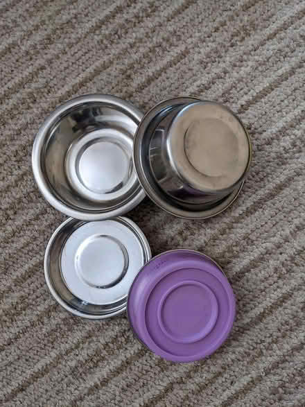 Photo of free kitten bits (snodland) #3