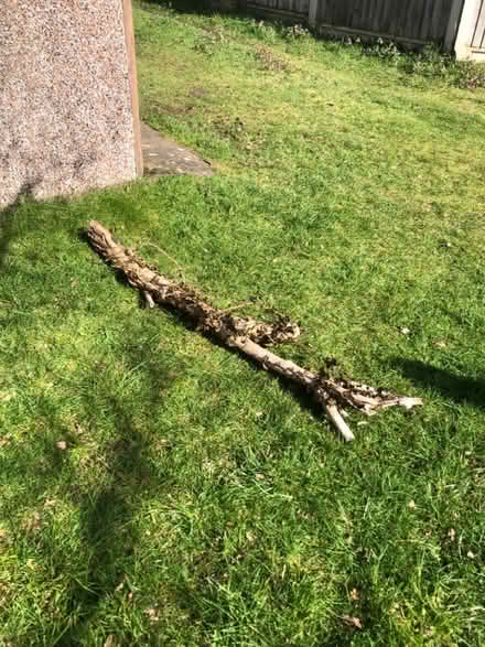 Photo of free Wood branch reptile house (Kidderminster DY10) #3