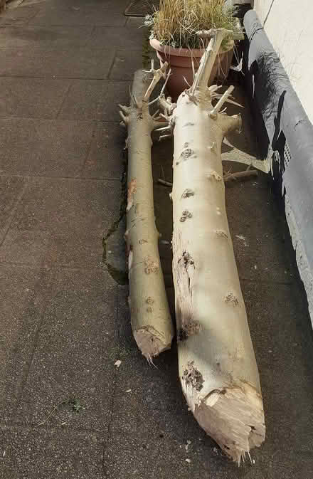 Photo of free 2 tree trunks for log burner (Birkdale Southport PR8) #1