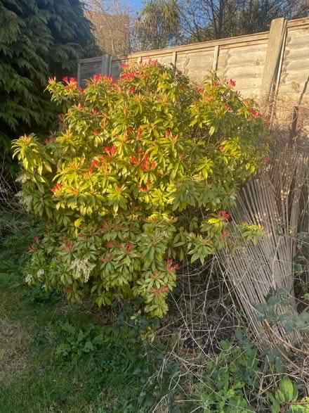 Photo of free Garden tree/bush (Woodford green IG8) #1