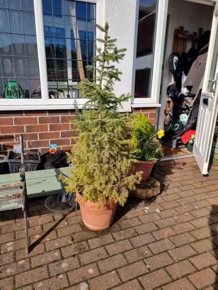 Photo of free 5ft Spruce - needs new pot (Sale M33) #1
