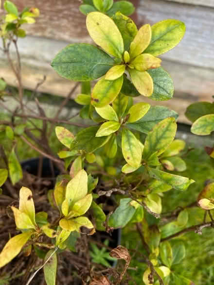 Photo of free Azalea plant (Waterlooville PO7) #2
