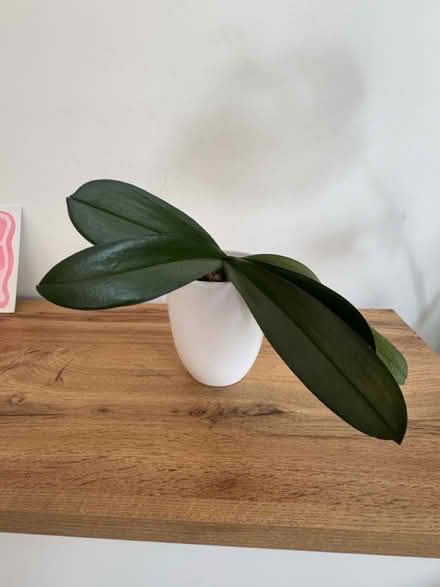 Photo of free Orchid (N5) #1