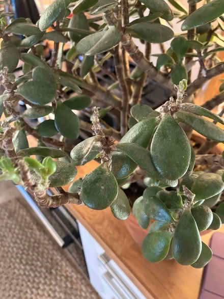 Photo of free Money tree with issues (BN43) #3