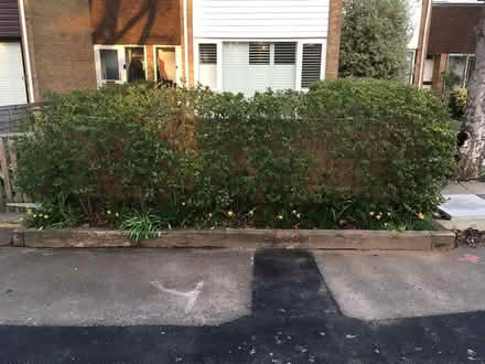 Photo of free Privet hedge shrubs/bushes (West Molesey.) #1